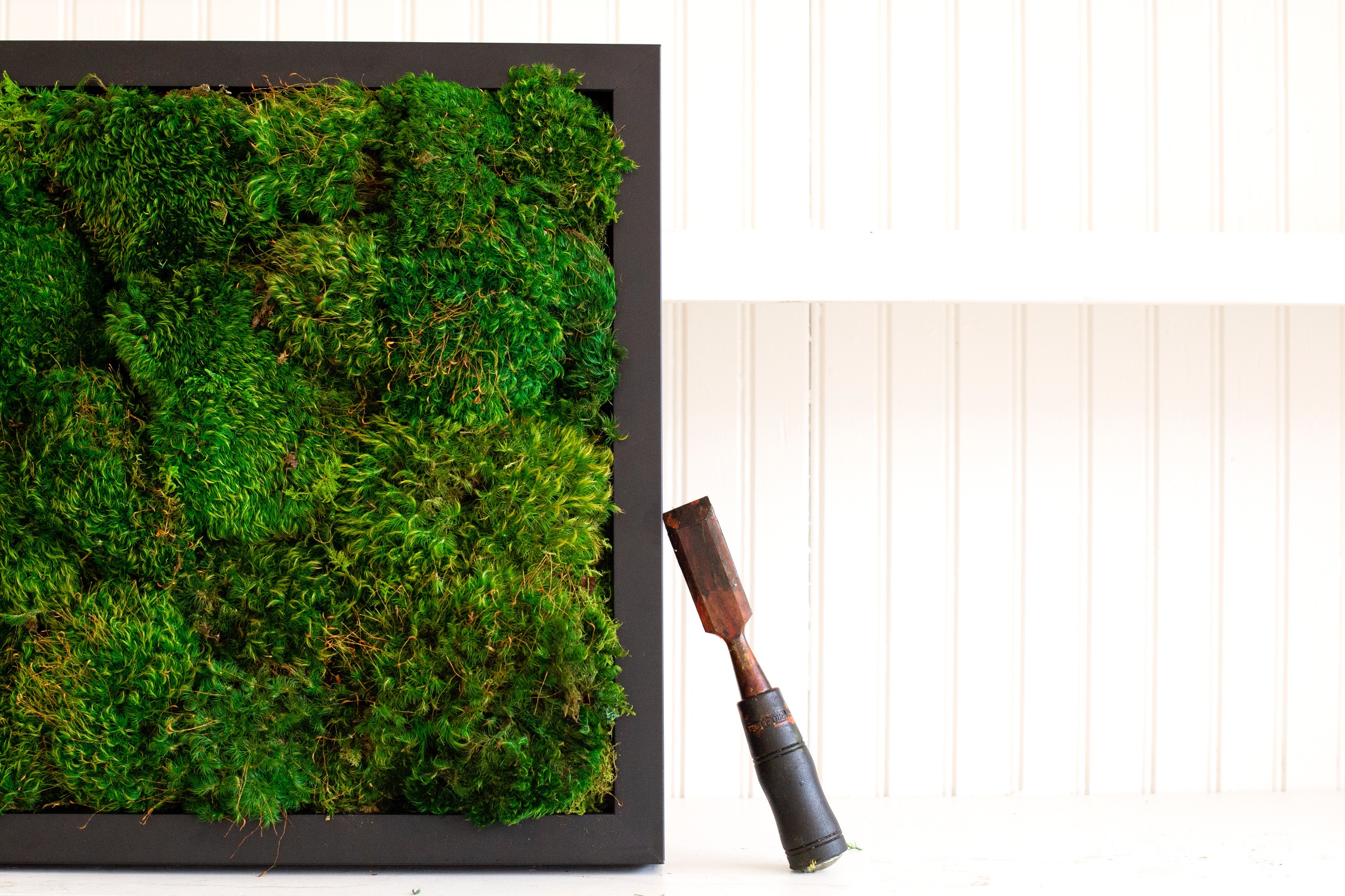 Moss Frames The Fat Plant Society